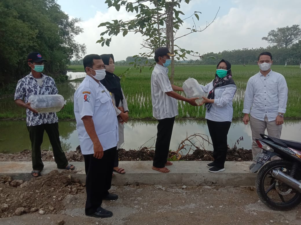 Bantuan Bibit Ikan